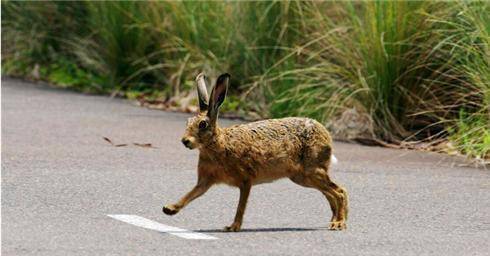 从几只到几十亿只 澳洲野兔是如何成为噩梦级的存在的